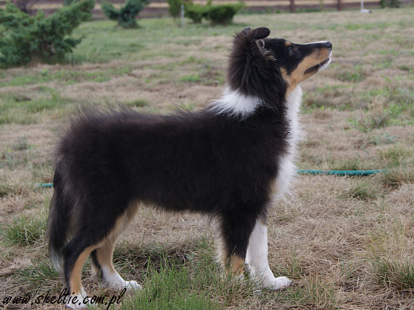 Monty 16 weeks