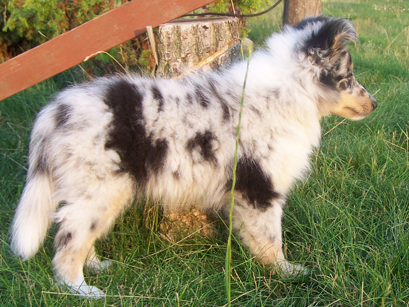 owczarek szetlandzki sheltie - lovesome sheltie
