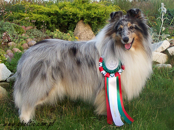 Lovesome Sheltie - Multi Ch. Merlin