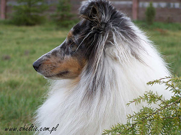 lovesome sheltie merlin