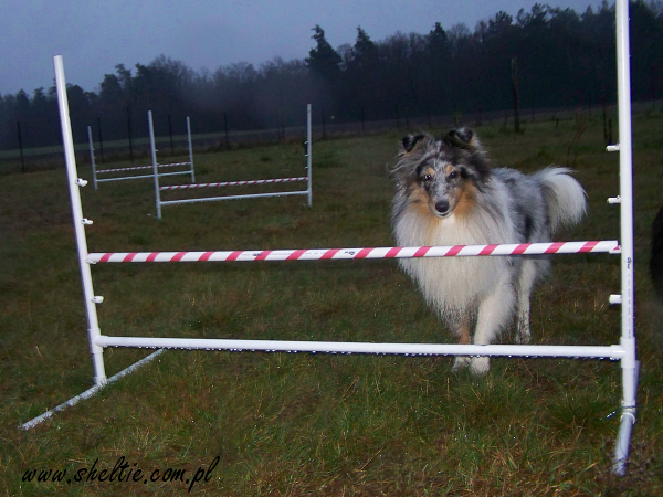 Lovesome Sheltie - Merlin & agility