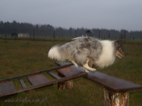 Lovesome Sheltie - agility