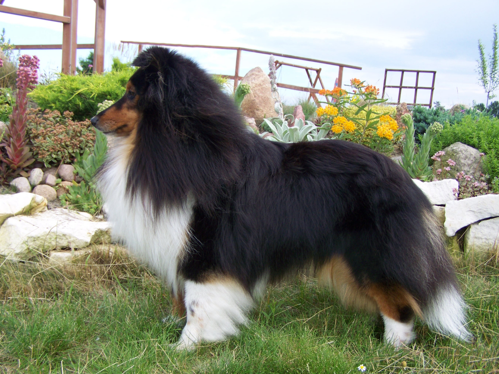 Lovesome sheltie - Zefi