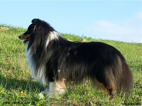 Monty 24 mths - new Champion Ukraine