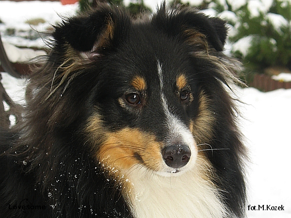 JIM BEAM Perla z Polabi - sheltie lovesome