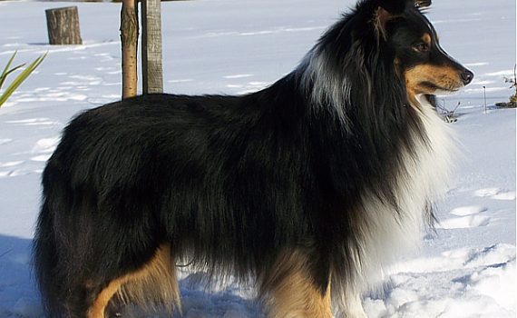 Lovesome sheltie - JIM BEAM Perla z Polabi